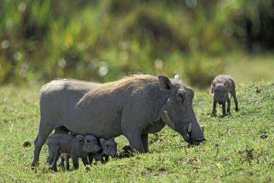 Warthog (Phacochoerus aethiopicus) with piglets, Serengeti, Tanzania, Africa
