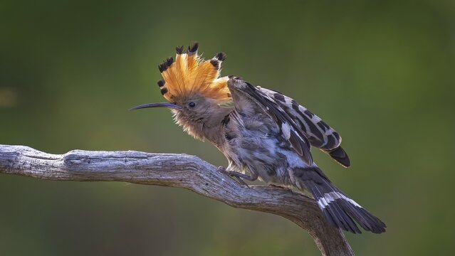 Hoopoe (Upupa epops) Bird of the Year 2022, female, plumage care, courtship, begging for food, foraging, raised bonnet, sunrise, interaction, climate change, Middle Elbe Biosphere Reserve, Saxony-Anhalt, Germany