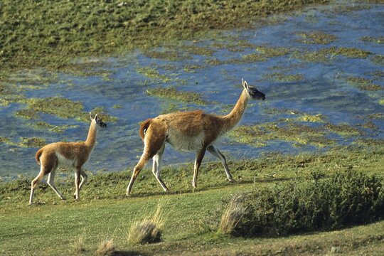 Guanaco (Lama guanicoe) with young, Torres del Paine National Park, Patagonia, Chile, South America