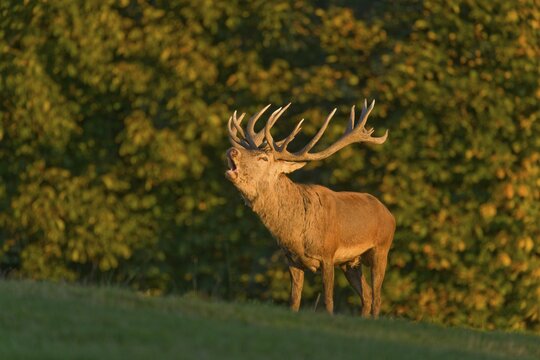 Red Deer (Cervus elaphus), roars into the rut in the evening light, captive, Lower Saxony, Germany