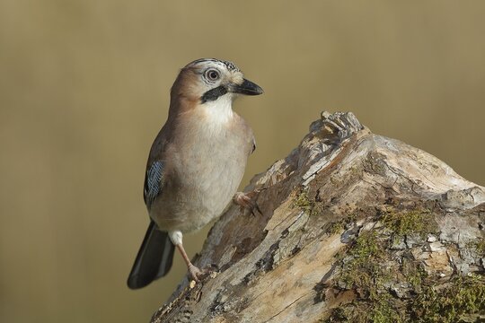 Eurasian jay (Garrulus glandarius), sitting on a tree root, North Rhine-Westphalia, Germany