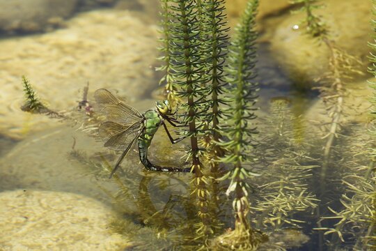 Large damselfly (Anax imperator) laying eggs on common mare's tail (Hippuris vulgaris) in water, Allg&auml;u, Bavaria, Germany