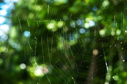 Intricate spider web glistening in natural sunlight against a blurred green forest background