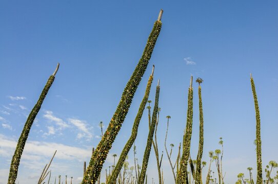 Madagascar spiny forests (Didiereaceae), southern Madagascar