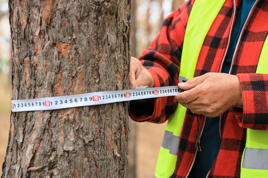 Forester measuring diameter of tree in forest, closeup