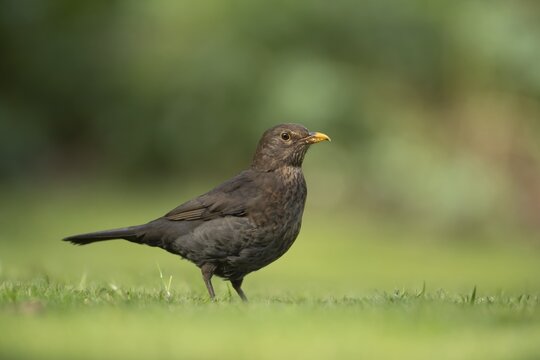 European blackbird (Turdus merula) adult female garden bird on a grass lawn in spring, Suffolk, England, United Kingdom
