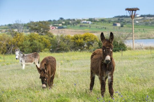 Donkey, Equus asinus, donkey, even-toed ungulate, granelli, house donkey, Italy, Pantano Cuba lagoon, odd-toed ungulates, Pantani Cuba and longarini, perissodactyla, Ragusana donkey, migratory bird sanctuary Pantani Cuba & longarini, domesticated animals, pet, Italy, mammals, nesting aid, Sicily, Foundation for Biodiversity, stork nesting aid, mammals, unpaired ungulates