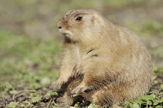 Black-tailed prairie dog (Cynomys ludovicianus), captive, occurring in North America