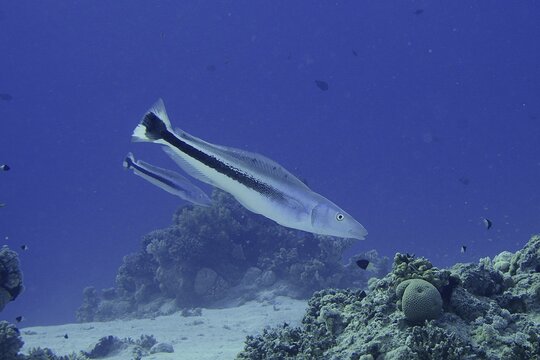 Blue head torpedo perch (Malacantus latovittatus), torpedo perch, perch-like, dive site Strait of Tiran, Sinai, Egypt, Red Sea
