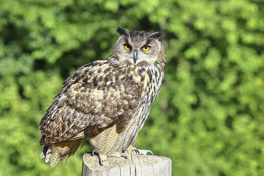 European eagle owl (Bubo bubo), perched on a post, Rhineland-Palatinate, Germany