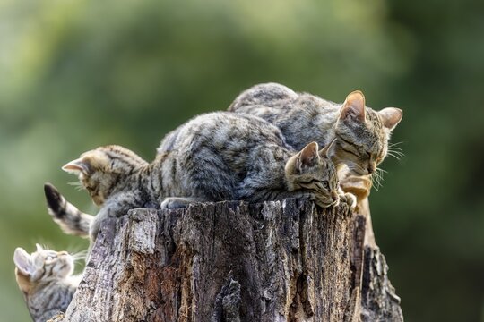 Several kittens and an adult cat resting on a tree stump in a green environment, wildcat (Felis silvestris), kitten, Germany