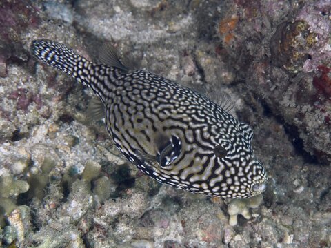 Black-and-white-patterned pufferfish, map pufferfish (Arothron mappa), swimming near a coral reef, Spice Reef dive site, Penyapangan, Bali, Indonesia
