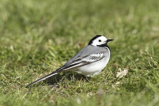 White wagtail (Motacilla alba) Allg&auml;u, Bavaria, Germany, Allg&auml;u, Bavaria, Germany