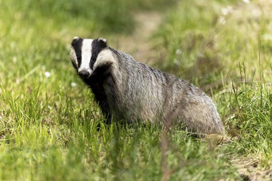 A badger sits attentively on a green area, european badger (Meles meles), Germany