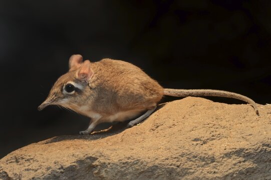 Red-brown elephant shrew or red-brown trunked shrew (Galegeeska rufescens, Elephantulus rufescens), captive, occurring in East Africa