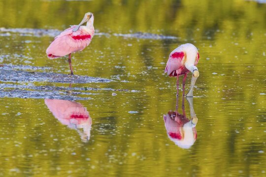 Roseate spoonbills (Ajaia ajaja), reflection in water, Ding Darling National Wildlife Refuge, Sanibel Island, Florida, USA