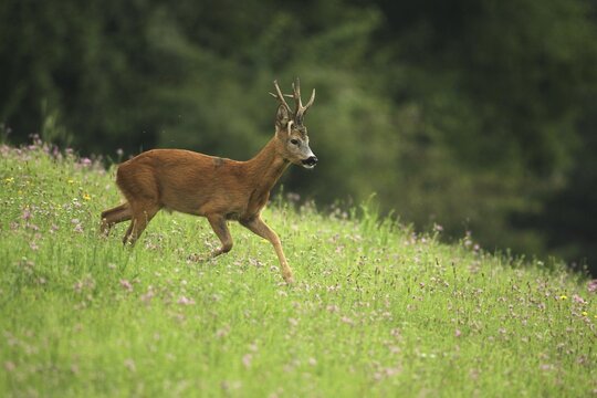 European roe deer (Capreolus capreolus) strong, abnormal buck jumps through a flower meadow on a hillside, Lower Austria, Austria