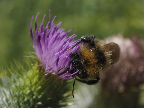 A field bumblebee (Bombus pascuorum) on a purple flower, with a soft focus on the green background, H&uuml;ttchopf, T&ouml;sstal, Canton of Zurich, Switzerland