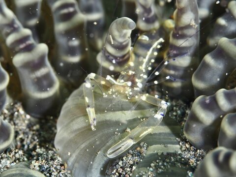 An almost invisible peacock-eyed anemone shrimp (Ancylocaris brevicarpalis) crawls over a grey sea anemone. Dive site Puri Jati, Umeanyar, Bali, Indonesia