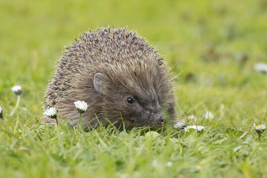 European hedgehog (Erinaceus europaeus) adult animal on a garden grass lawn with flowering daisey flowers in spring, England, United Kingdom