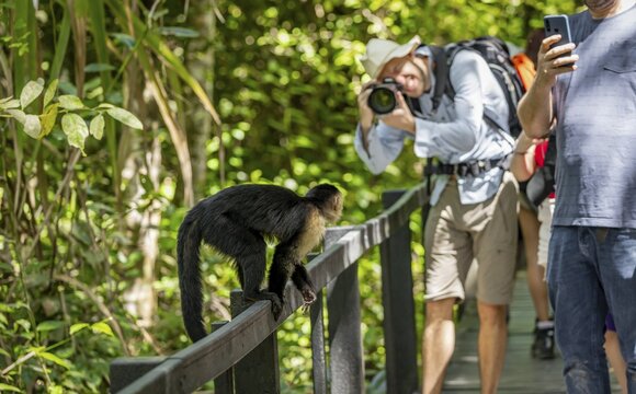 Tourists photographing a small monkey on a railing, Panama capuchin monkey (Cebus imitator), Cahuita National Park, Costa Rica