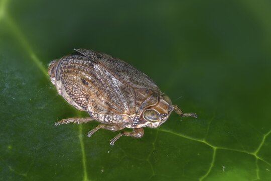 Common beetle cicada, Issus coleoptratus, beetle cicada, the planthopper, insects, cicadas