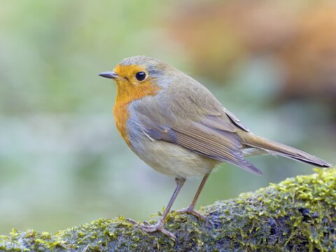 European robin (Erithacus rubecula), sitting on a mossy branch, Solms, Hesse, Germany