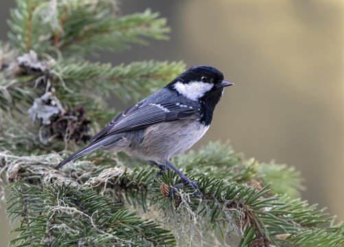 Coal tit (Parus ater), sitting on a branch, Terfens, Tyrol, Austria