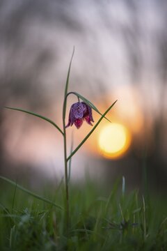 Snake's Head Fritillary (Fritillaria meleagris) at sunrise in a wet meadow in spring, Berne, Lower Saxony, Germany
