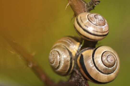 Banded snails, cepaea, cepaea nemoralis, grove snail, hornsnail, helicidae, snails, black-mouthed banded snail, gastropoda, mollusca, molluscs, snails, snails, snails, dry rest, molluscs
