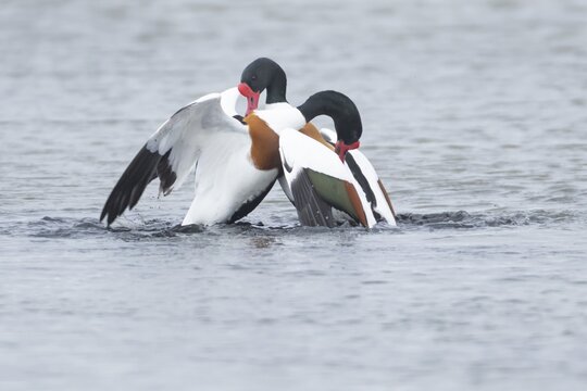 Shelduck (Tadorna tadorna) two adult ducks birds fighting in a lagoon, England, United Kingdom