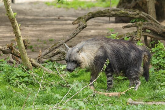 A Brown Hyena (Hyaena brunnea) stands on a green meadow in front of some rotting trees lying on the ground
