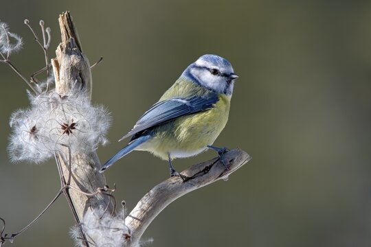Blue tit (Parus caeruleus), sitting on a branch, Terfens, Tyrol, Austria