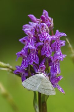 Broad-leaved fingerroot, broad-leaved cuckoo flower, broad-leaved marsh orchid, orchidaceae, orchidaceae, orchids, orchids, orchids, orchids, orchids, orchid plants, tensioner, white-fronted marsh orchid, butterfly, common marsh orchid, common white wave, orchid fan, orchid, flora, high size, portrait, insects, moths, moths, moths, plants, butterfly