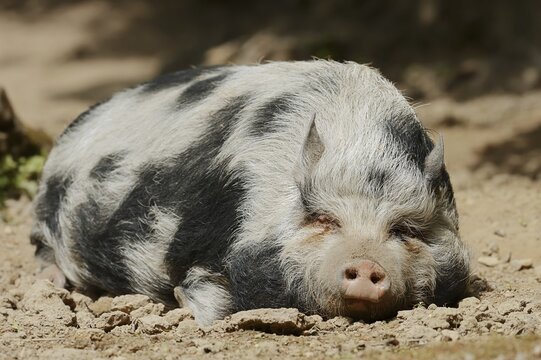 G&ouml;ttingen minipig (Sus scrofa f. domestica), sow, North Rhine-Westphalia, Germany