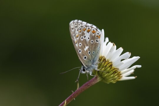 Adonis blue, sky blue blue, Lysandra bellargus, polyommatus bellargus, blue, butterfly, insects, butterfly, butterflies, butterflies