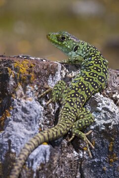 Ocellated lizard, pearl lizard, Timon lepidus, critters, lizards, extremadura, adolescent, high size, portrait format, jewelled lizard, juvenile, reptiles, lizards, reptilia, reptiles, Spain