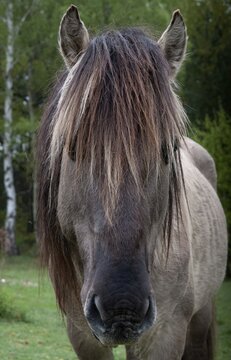 Equus Caballus sspec., horse, konic, odd-toed ungulates, perissodactyla, domesticated animals, pet, high size, portrait format, horses, mammals, ponies, mammals, impaired ungulates