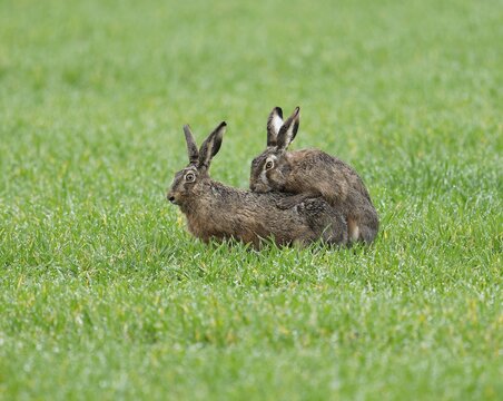 European hare (Lepus europaeus), mating, copula on a grain field, wildlife, Thuringia, Germany