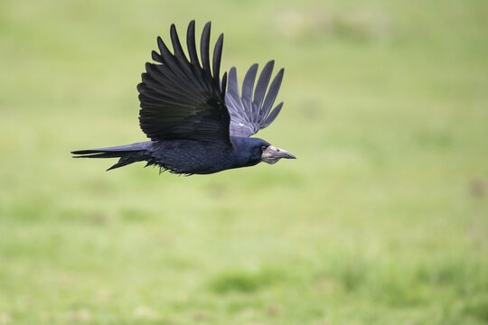 Rook (Corvus frugilegus) in flight, H&uuml;de, Lower Saxony, Germany