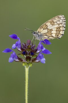 Checkerspot butterfly (Melanargia galathea) on Large Self-heal (Prunella grandiflora), Bad M&uuml;nstereifel, North Rhine-Westphalia, Germany