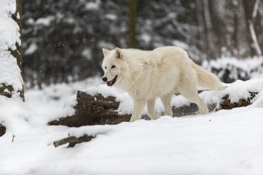 Melville Island wolf (Arctic wolf) running thru snow covered forest, snow falling