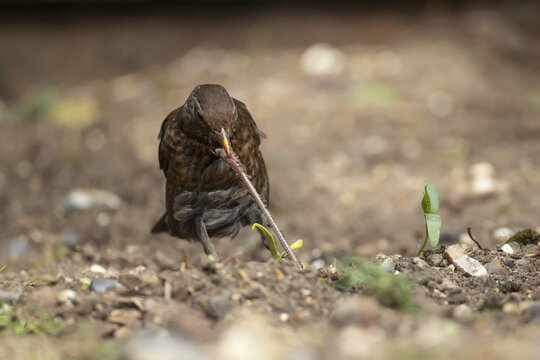 Common or Eurasian blackbird (Turdus merula) adult female bird pulling a worm from a garden soil border, England, United Kingdom