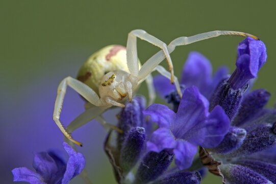 Goldenrod crab spider (Misumena vatia), perched on a lavender flower, Baden-W&uuml;rttemberg, Germany