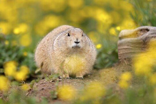 Black-tailed Prairie Dog (Cynomys ludovicianus) in a flowering meadow, Germany