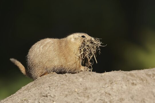 Black-tailed prairie dog (Cynomys ludovicianus) with nesting material at the burrow, captive, occurrence in North America