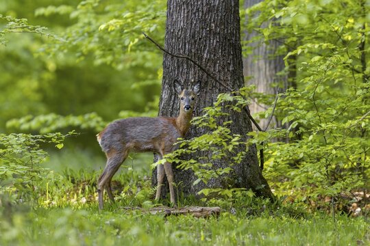 A few minutes after I moved into my hide with Bordercollie July, a roebuck (Capreolus capreolus) appears at the edge of the oak forest, change of coat, May, Germany
