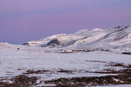 A pastel-coloured sky heralds the morning while a musk ox (Ovibos moschatus) wanders across the wintry tundra, winter, snow, cold, tundra landscape, October, Norway