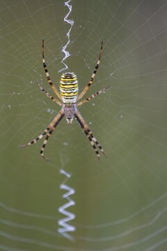 Wasp spider (Argiope bruennichi) in the moor, Wagenfeld, Lower Saxony, Germany