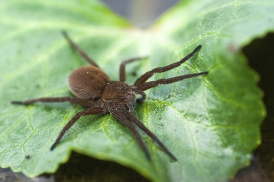 Araneomorphae, Dolomedes Plantarius, ridged water spider, moor hunting spider, predatory spiders, web spiders, fen raft spider, great raft spider, hunting spiders, spiders